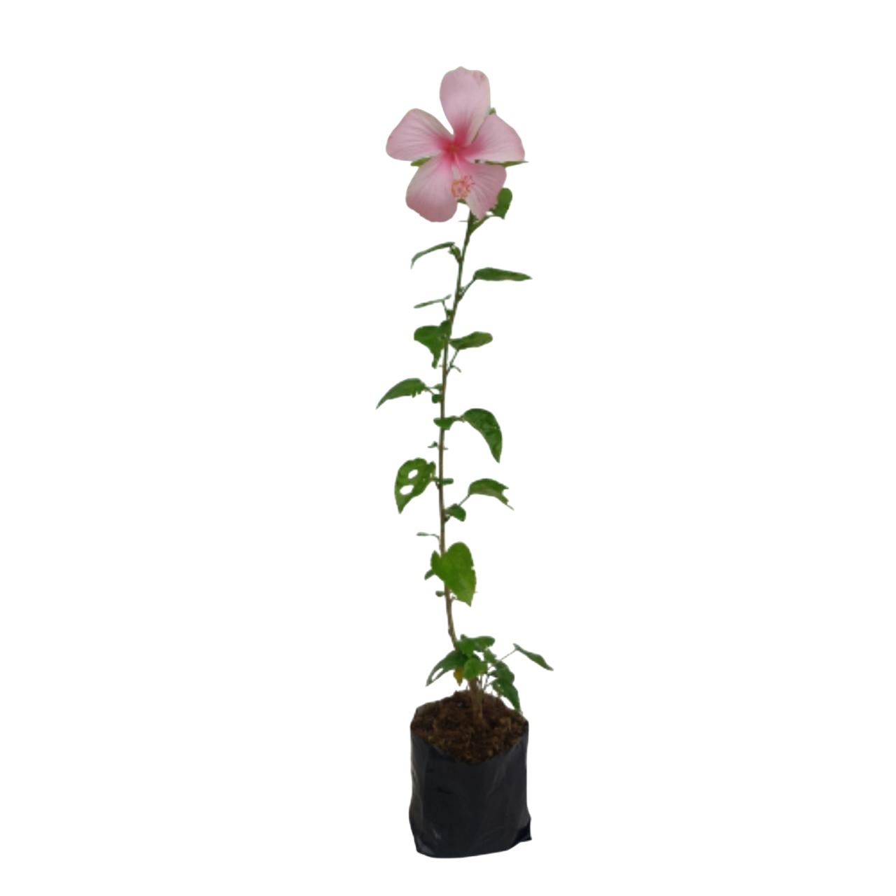 Indian Hibiscus plant